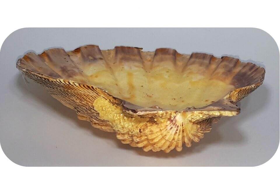 Abalone Leeuw Pauw schelp ~ geurhout.nl