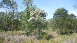 Tea Tree Melaleuca alternifolia in het wild ~ geurhout.nl