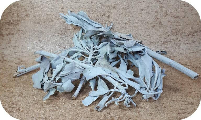 witte salie clusters en takken ~ geurhout.nl