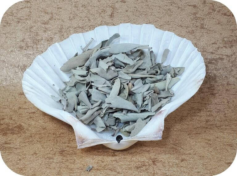 witte salie losse blaadjes in een schelp ~ geurhout.nl