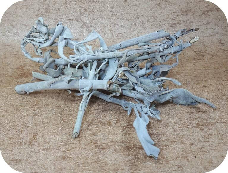 witte salie takken ~ geurhout.nl