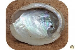 Abalone smudge schelp Haliotis diversicolor extra small
