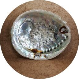 abalone schelp schelp kopen ~ geurhout.nl